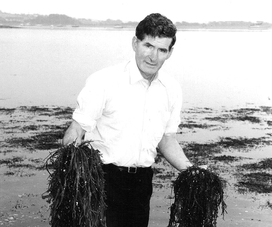 Patrick Mulrooney with seaweed